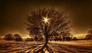 arbol luz