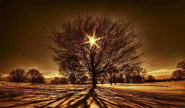 arbol luz