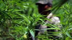 marihuana no