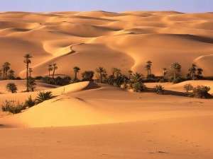 palmeras en el desierto