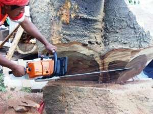 tala arbol