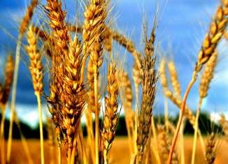 Shavuot