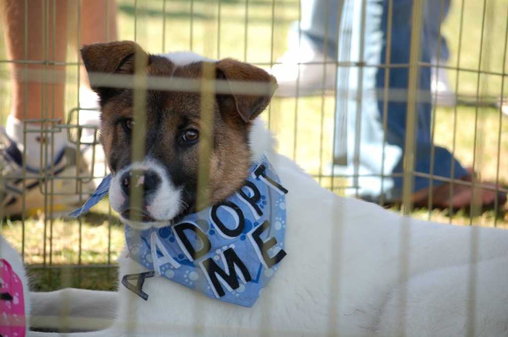 perrito
