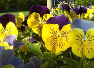 flores