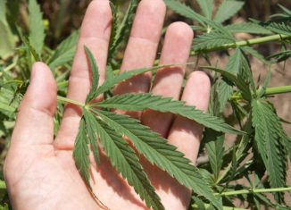 marihuana