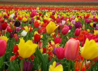 TULIPANES AMPLIA