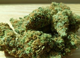 cannabis 448661 960 720