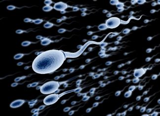 fertilidad