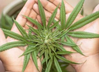 america digital lluvia de marihuana sorprendio a las autoridades en israel 2020 pixabay