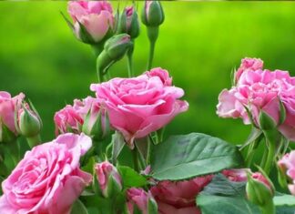 Rosa1