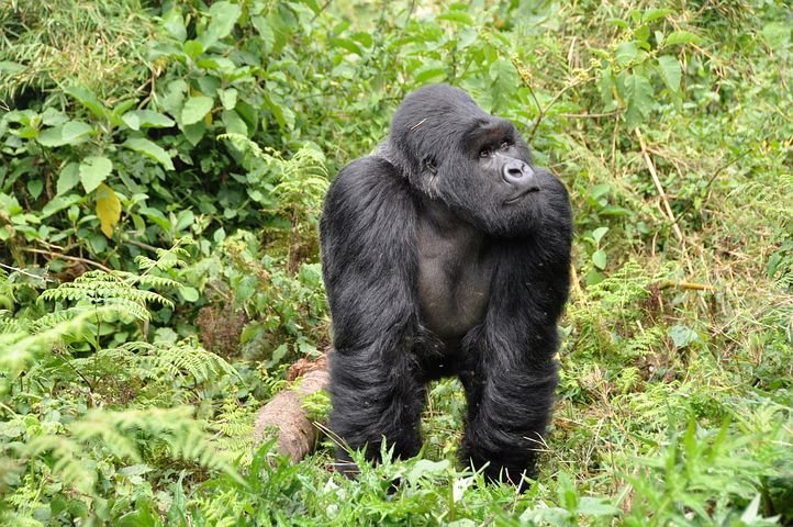Gorillas, Silverback, Ape, Monkey