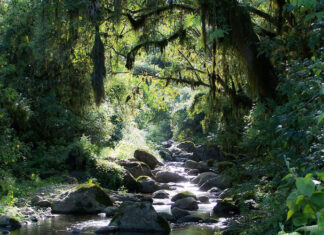 Bosque nuboso o selva de las Yungas Parque Nacional Campo los Alisos