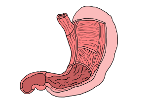 stomach 3329346 1280