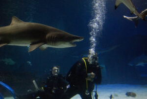 scuba divers tank sharks underwater diving marine wildlife 1328081