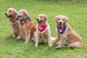 golden retrievers