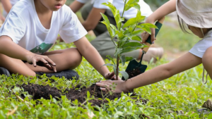 Tree Planting Exercise