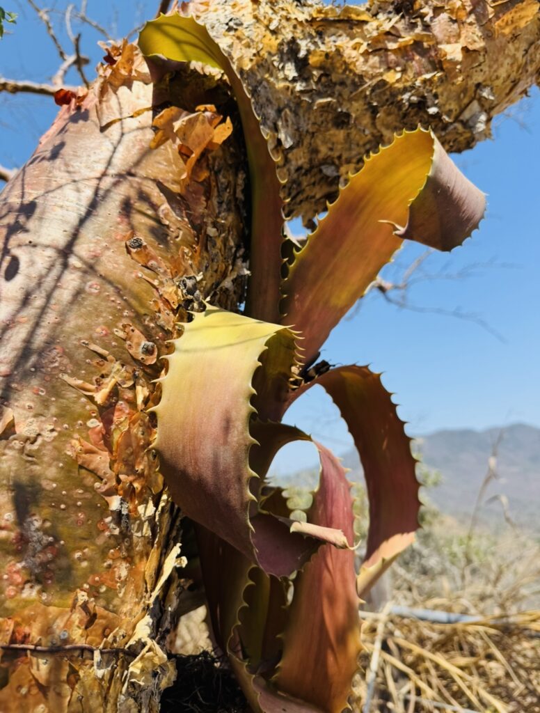 Siembra y cultivo de plantas autóctonas